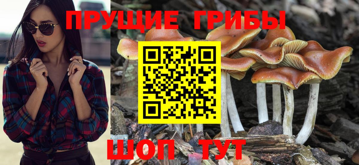 Галлюциногенные грибы GOLDEN TEACHER  Псилоцибиновые грибы Psilocybe  даркнет сайт  Вход с VPN  Большой Камень 